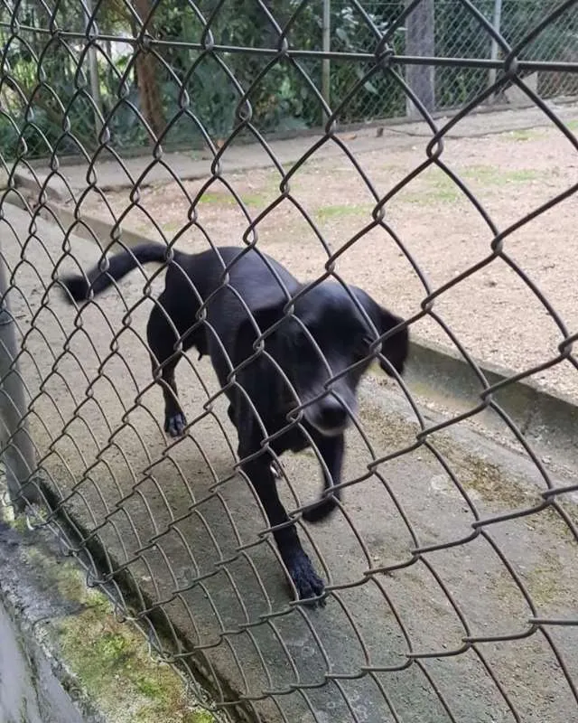 Cachorro ra a SRD idade 1 ano nome Nina e Paçoca