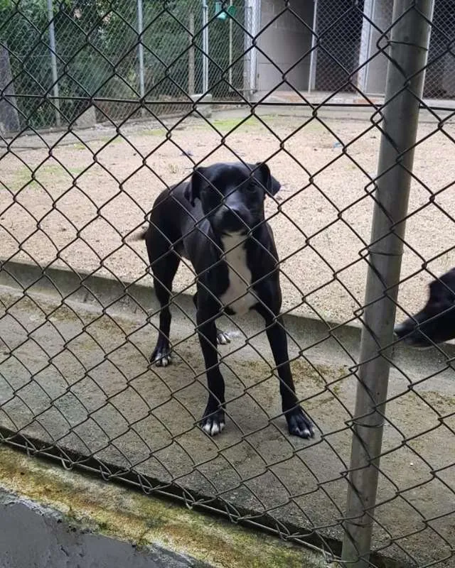 Cachorro ra a SRD idade 1 ano nome Nina e Paçoca