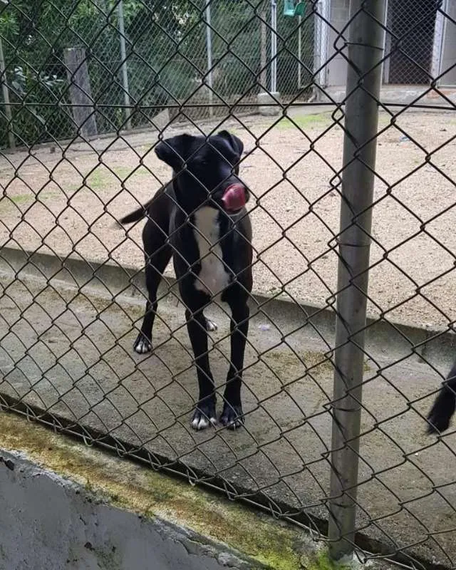 Cachorro ra a SRD idade 1 ano nome Nina e Paçoca