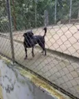 Nina e Paçoca