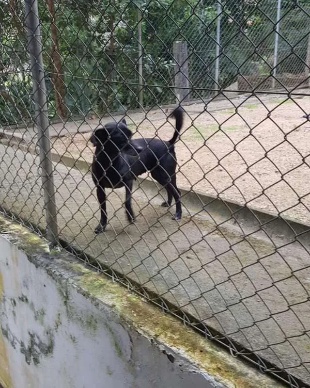 Cachorro ra a SRD idade 1 ano nome Nina e Paçoca