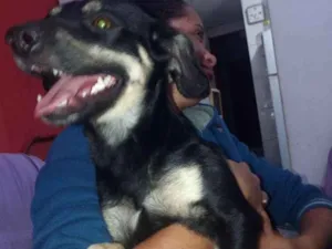 Cachorro raça Vira lata idade 1 ano nome Malú