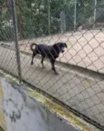 Nina e Paçoca