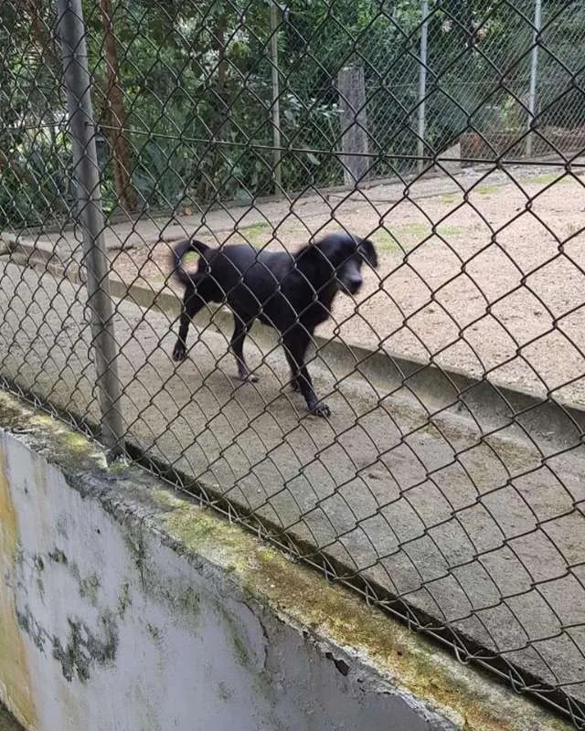Cachorro ra a SRD idade 1 ano nome Nina e Paçoca