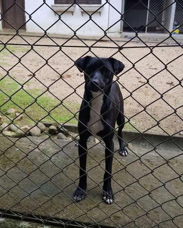 Cachorro ra a SRD idade 1 ano nome Nina e Paçoca
