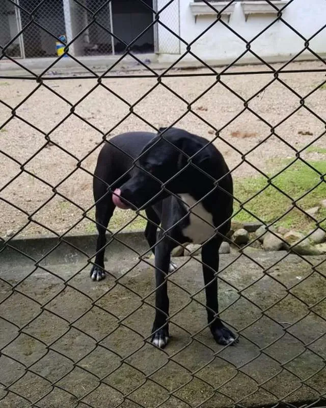 Cachorro ra a SRD idade 1 ano nome Nina e Paçoca