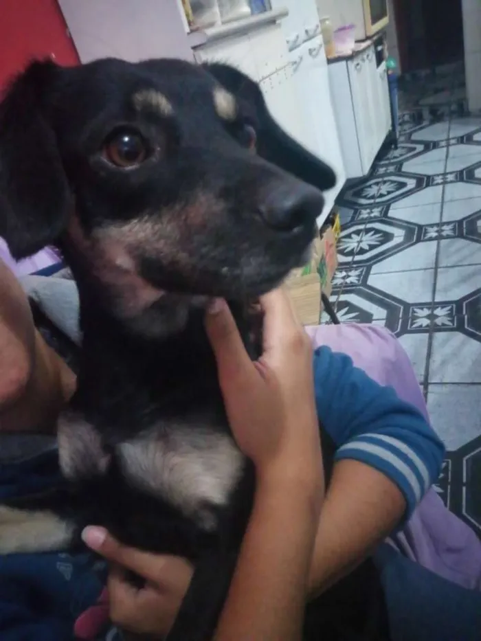 Cachorro raça Vira lata idade 1 ano nome Malú