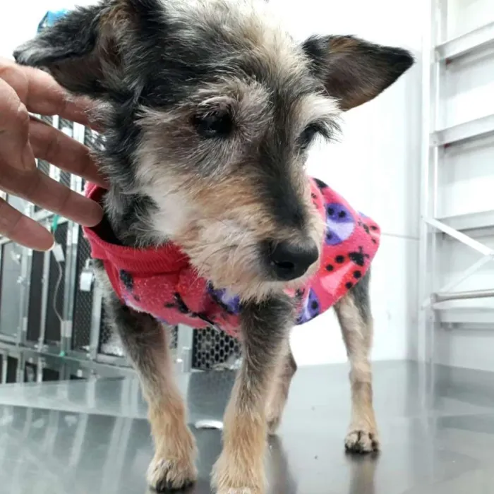 Cachorro ra a  idade 5 anos nome Paçoquinha 
