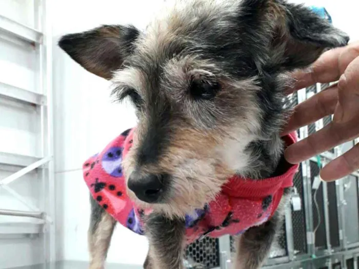 Cachorro ra a  idade 5 anos nome Paçoquinha 