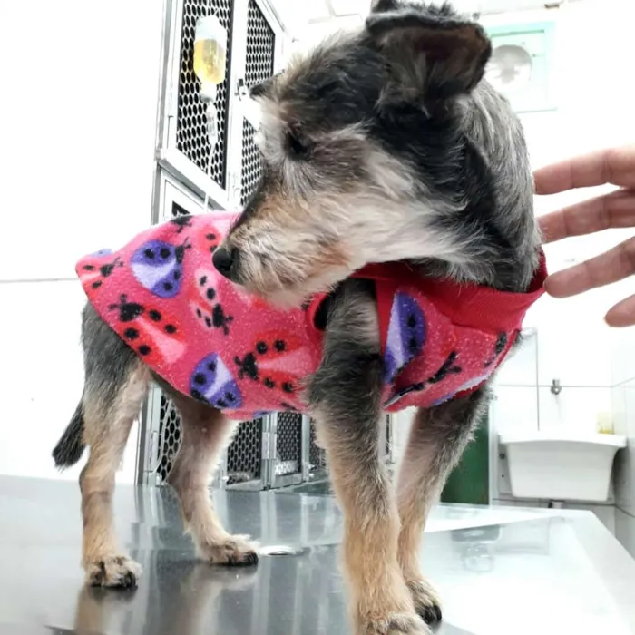 Cachorro ra a  idade 5 anos nome Paçoquinha 