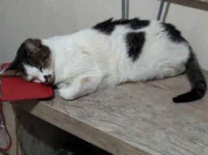 Gato raça Vira lata idade 4 anos nome Luly