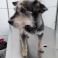 Paçoquinha 