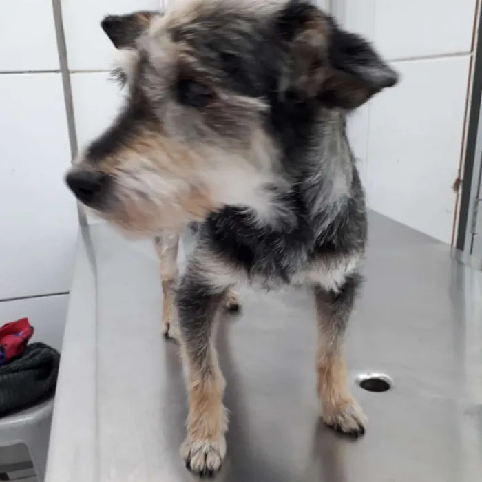 Cachorro ra a  idade 5 anos nome Paçoquinha 