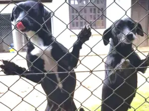 Cachorro raça SRD idade 1 ano nome Nina e Paçoca