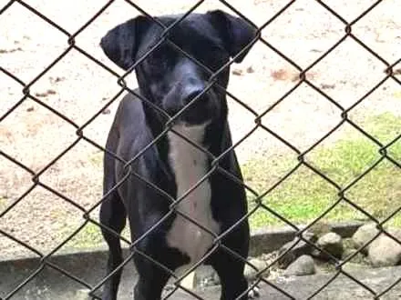 Cachorro ra a SRD idade 1 ano nome Nina e Paçoca