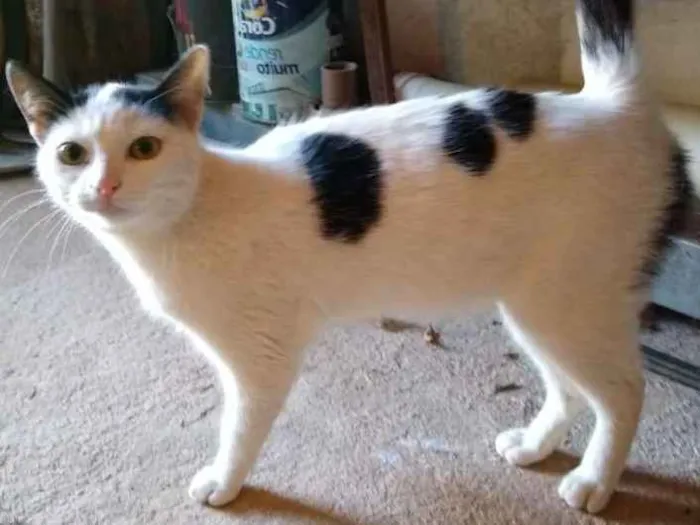 Gato ra a srd idade 1 ano nome à escolher
