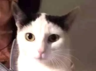 Gato ra a srd idade 1 ano nome à escolher