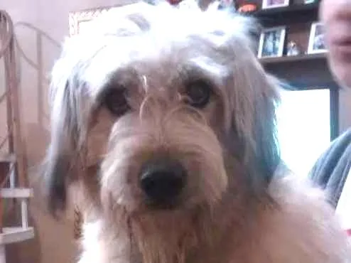 Cachorro ra a Indefinida idade 2 anos nome Sem nome