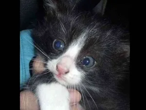 Gato raça  idade 2 a 6 meses nome Ainda ñ tem nomes 