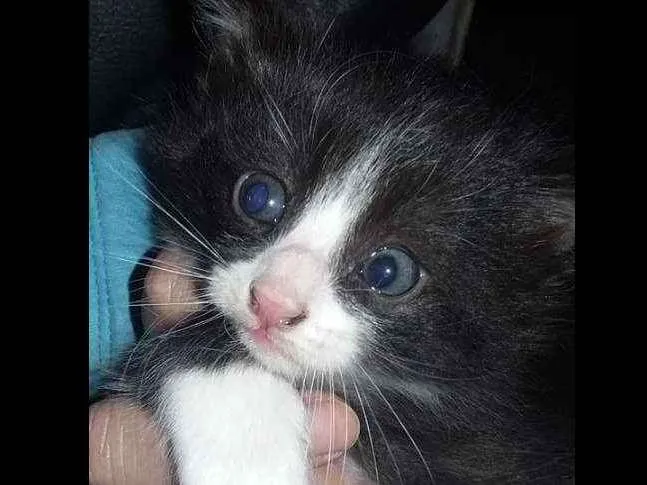 Gato ra a  idade 2 a 6 meses nome Ainda ñ tem nomes 