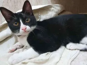 Gato raça SRD idade 2 a 6 meses nome GILDO FRAJOLA