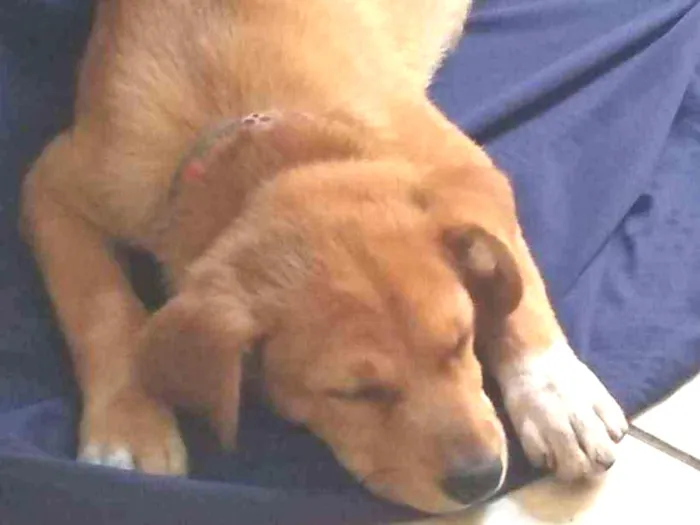 Cachorro raça S.RD idade 2 a 6 meses nome Lily