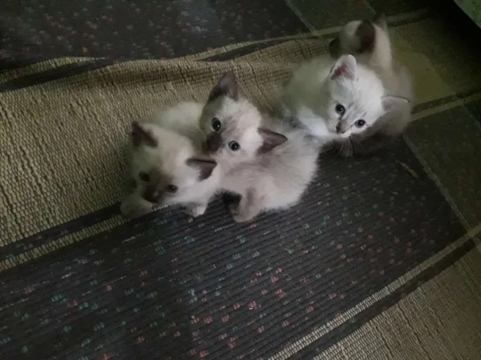 Gato ra a Ciamês idade Abaixo de 2 meses nome Filhotes de gato