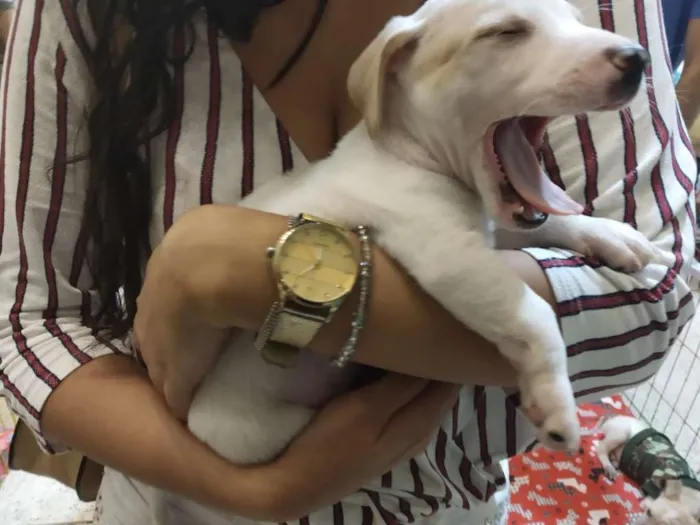 Cachorro raça SRD idade Abaixo de 2 meses nome Lindos filhotes