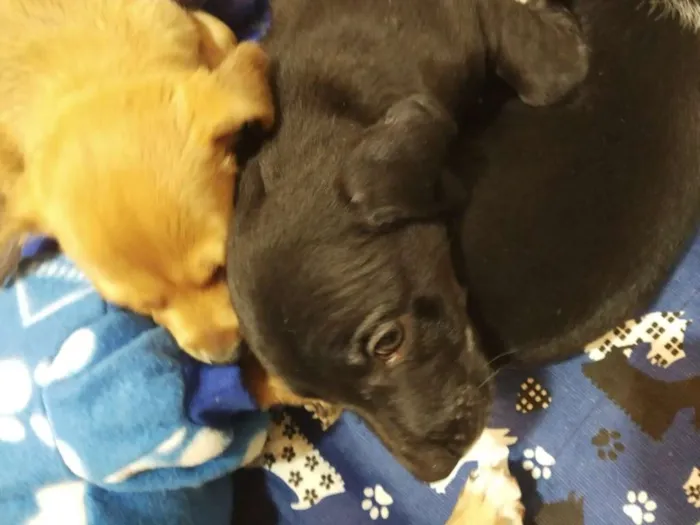 Cachorro raça SRD idade Abaixo de 2 meses nome Lindos filhotes