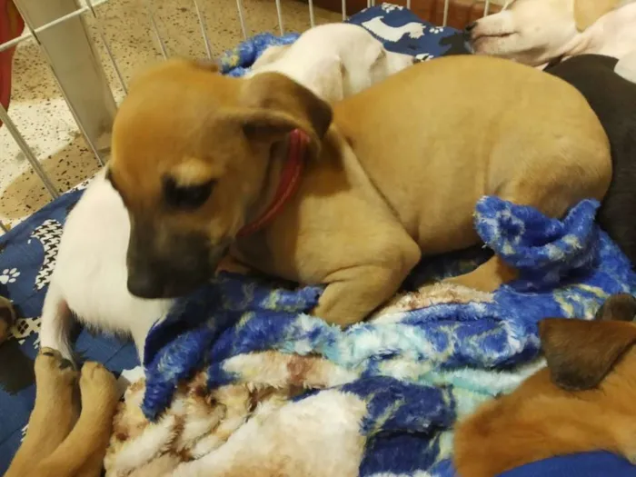 Cachorro raça SRD idade Abaixo de 2 meses nome Lindos filhotes