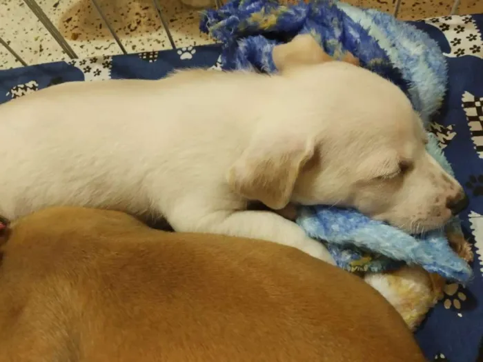 Cachorro raça SRD idade Abaixo de 2 meses nome Lindos filhotes