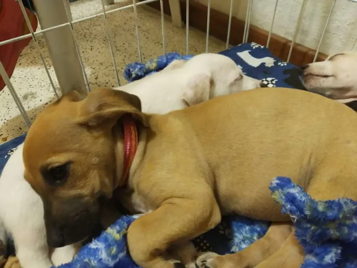 Cachorro raça SRD idade Abaixo de 2 meses nome Lindos filhotes