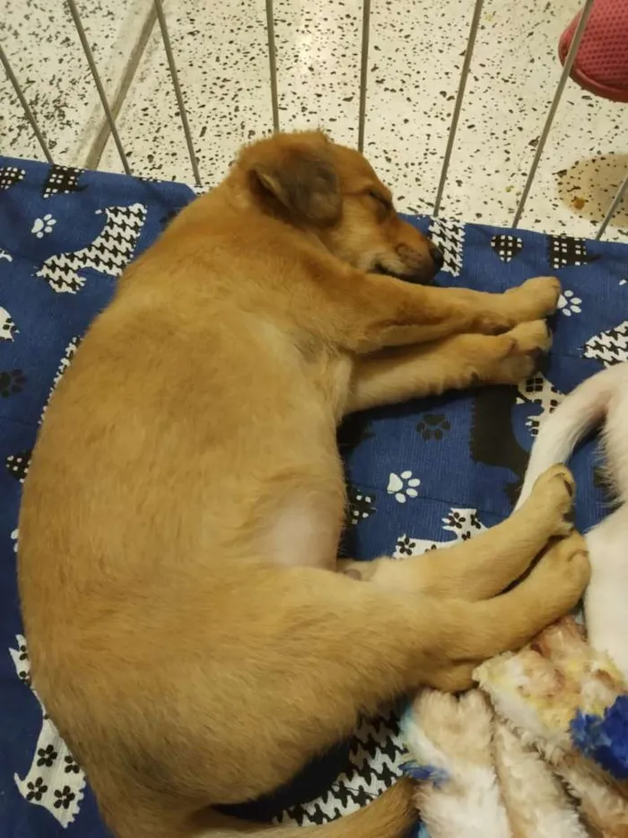 Cachorro raça SRD idade Abaixo de 2 meses nome Lindos filhotes
