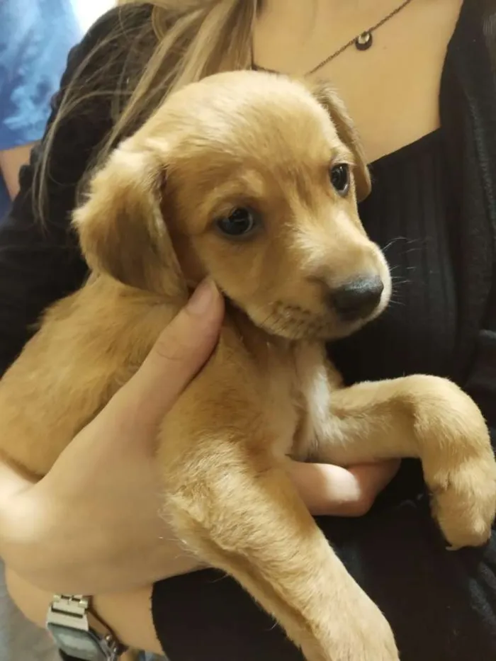 Cachorro raça SRD idade Abaixo de 2 meses nome Lindos filhotes
