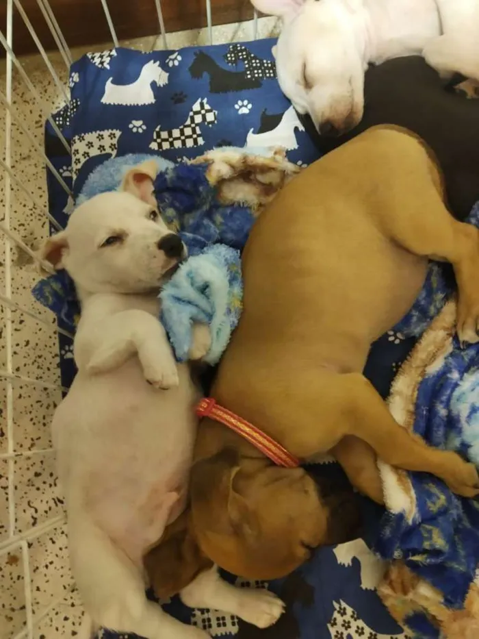 Cachorro raça SRD idade Abaixo de 2 meses nome Lindos filhotes
