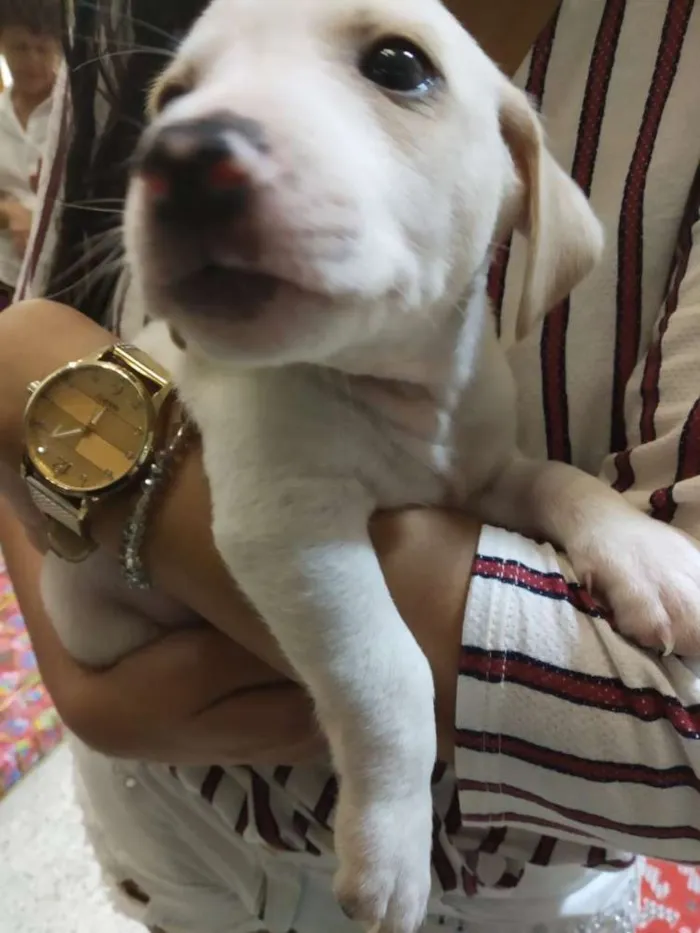 Cachorro raça SRD idade Abaixo de 2 meses nome Lindos filhotes