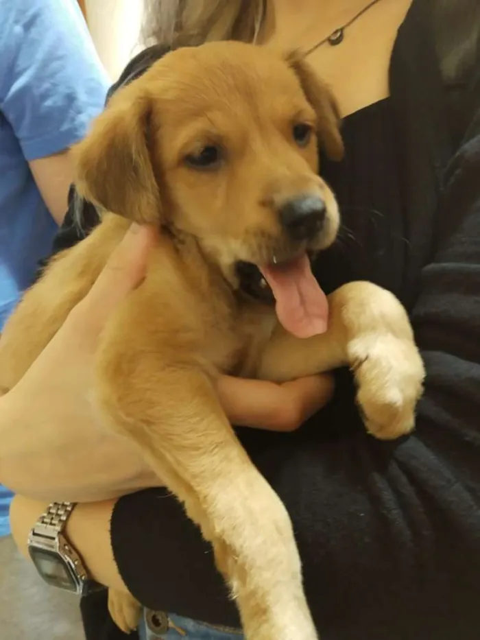 Cachorro raça SRD idade Abaixo de 2 meses nome Lindos filhotes