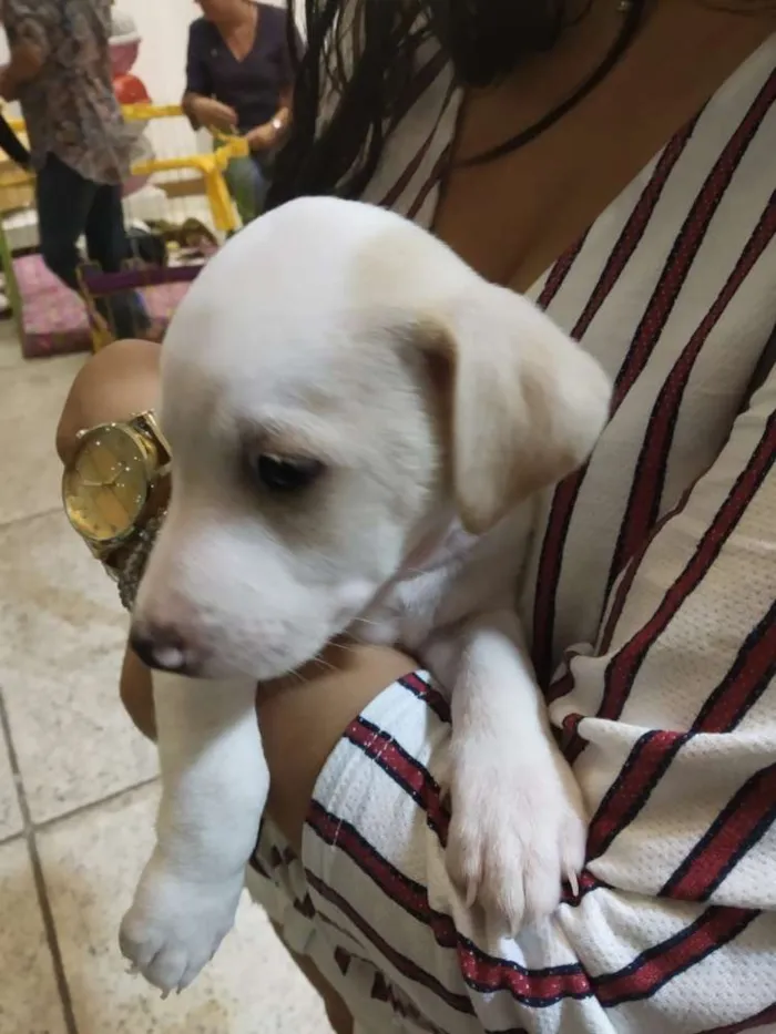 Cachorro raça SRD idade Abaixo de 2 meses nome Lindos filhotes
