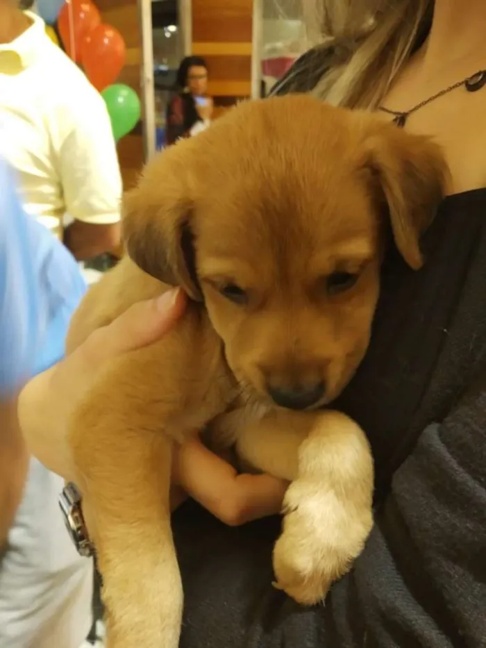 Cachorro raça SRD idade Abaixo de 2 meses nome Lindos filhotes
