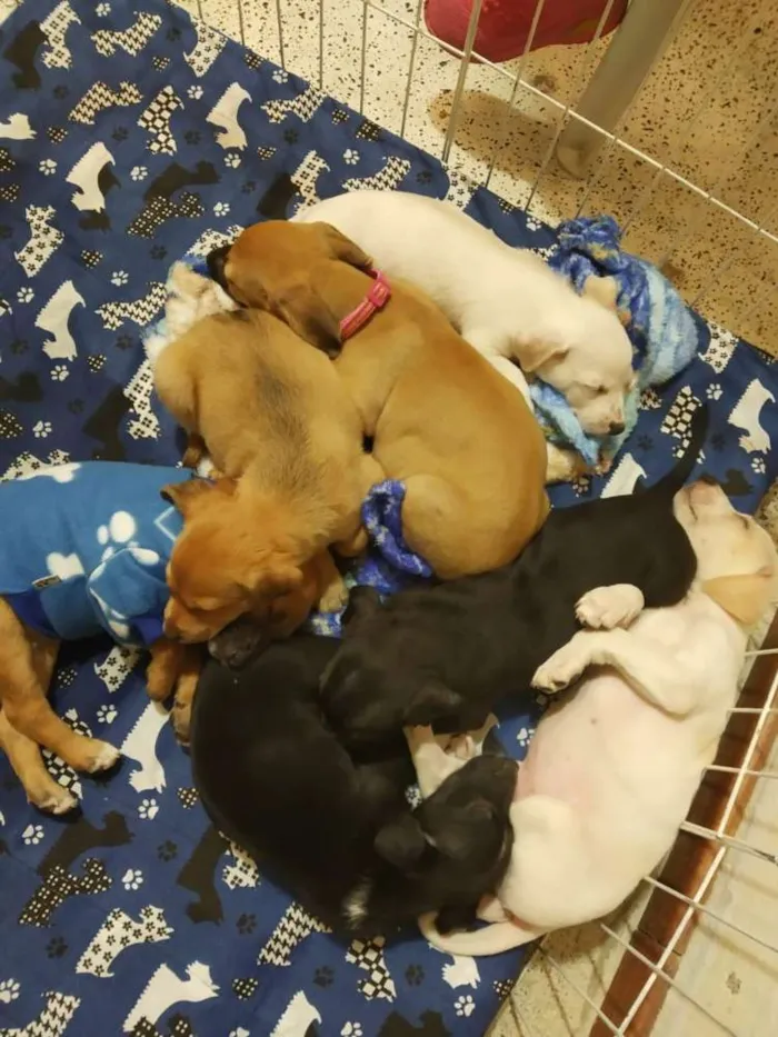 Cachorro raça SRD idade Abaixo de 2 meses nome Lindos filhotes