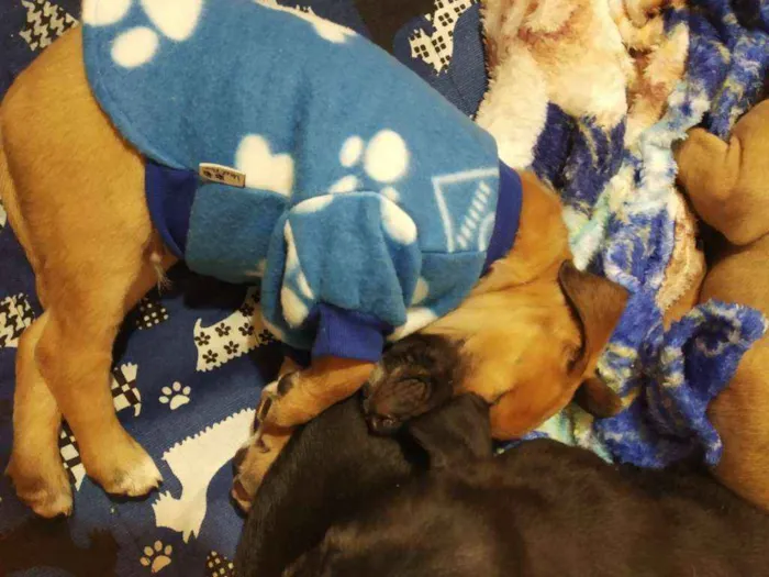 Cachorro raça SRD idade Abaixo de 2 meses nome Lindos filhotes