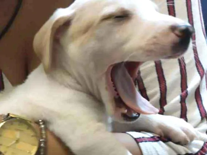 Cachorro raça SRD idade Abaixo de 2 meses nome Lindos filhotes