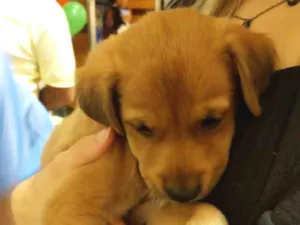 Cachorro raça SRD idade Abaixo de 2 meses nome Lindos filhotes