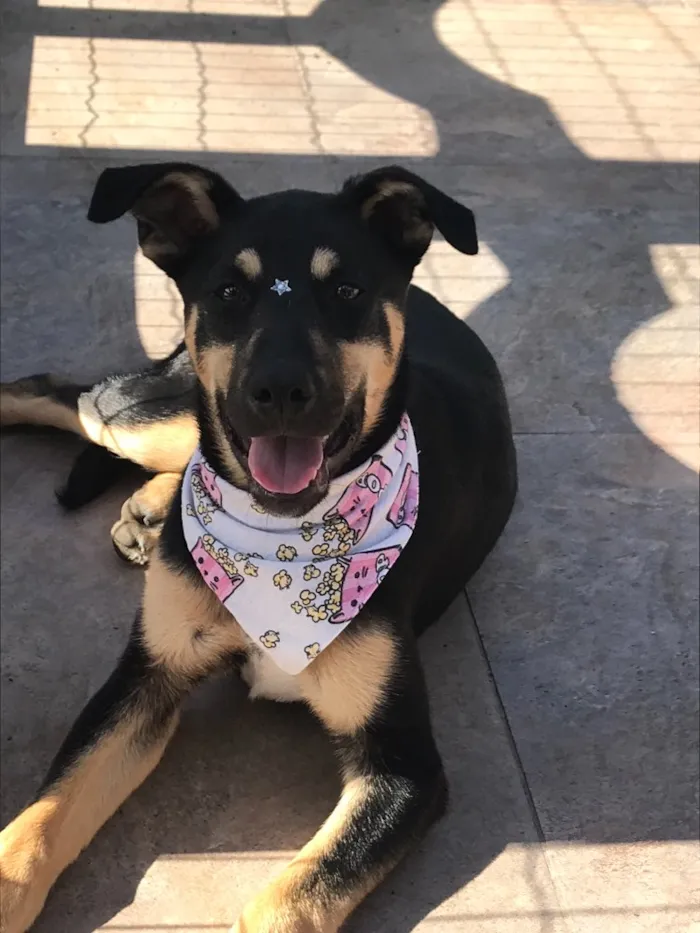 Cachorro ra a SEM RAÇA DEFINIDA  idade 2 a 6 meses nome LUNA