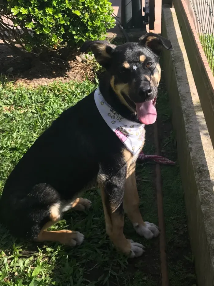 Cachorro ra a SEM RAÇA DEFINIDA  idade 2 a 6 meses nome LUNA