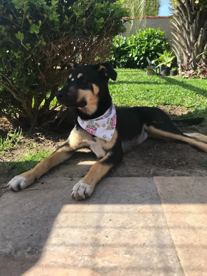 Cachorro ra a SEM RAÇA DEFINIDA  idade 2 a 6 meses nome LUNA