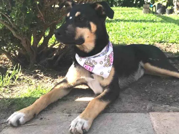 Cachorro ra a SEM RAÇA DEFINIDA  idade 2 a 6 meses nome LUNA