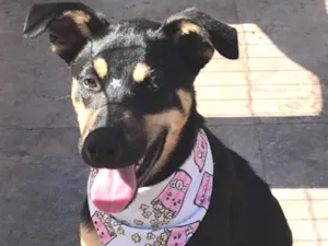Cachorro raça SEM RAÇA DEFINIDA  idade 2 a 6 meses nome LUNA