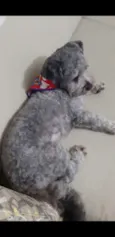 Bolinha