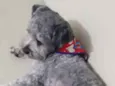 Bolinha